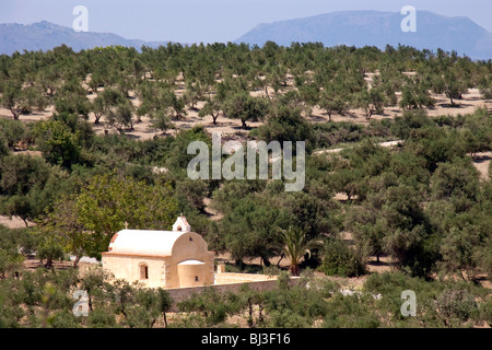 Cappella di oliveto a Kournas, Creta, Grecia, Europa Foto Stock