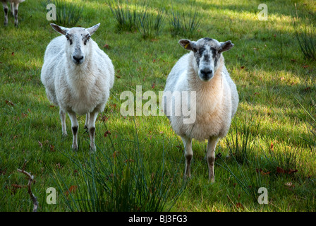 Una coppia di pecora scozzese Foto Stock