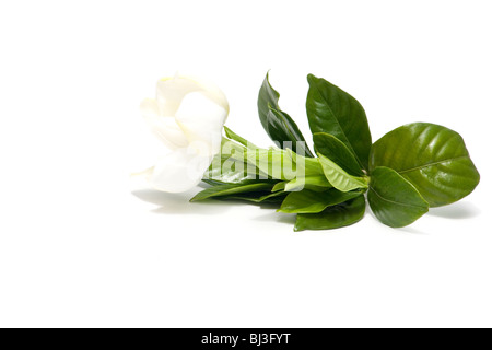 Close-up di fiori di Gardenia (gardenia jasminoides) su sfondo bianco Foto Stock