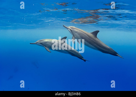 Hawaiian spinner delfini Stenella longirostris, Honomalino Bay, Milolii, Big Island, Hawaii, USA, Oceano Pacifico Foto Stock
