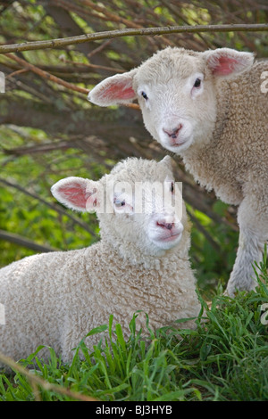 Coppia di agnelli bianchi a Abbotsbury Swannery Foto Stock