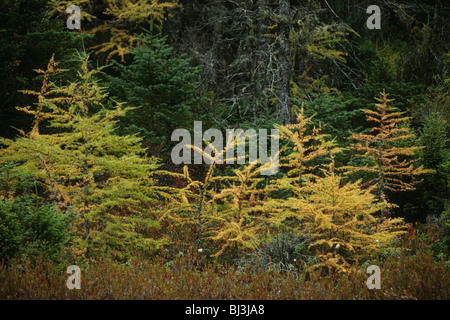 Tamarack (Larix laricina) Foto Stock