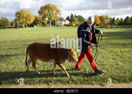 L'uomo con la sua Dwarf zebù, Potsdam, Germania Foto Stock