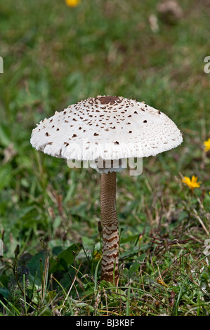 Ombrellone Toadstool: Lepiota procera Foto Stock