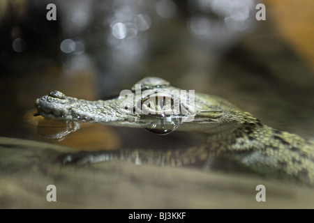 Un baby coccodrillo galleggia sulla superficie dell'acqua. Girato in NSW, Australia. Foto Stock