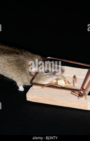 Topo morto catturati in una molla trappola del mouse sfondo semplice formaggio esca innescata Foto Stock