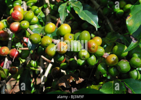 Mature e frutti immaturi di bacche di caffè che cresce su un albero, Jimma, Regione di Kaffa, Oromiya, Etiopia, Africa Foto Stock