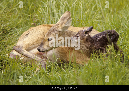 Acqua cinese Deer (Hydropotes inermis) femmina adulta, nutrirsi della placenta, con cerbiatti, England, Regno Unito, Europa Foto Stock