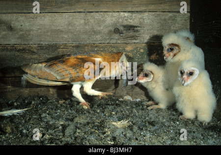 Il barbagianni (Tyto alba) passando il mouse a un giovane uccello Foto Stock