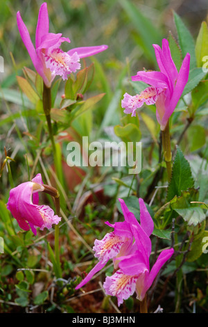 Arethusa orchidea (Arethusa bulbosa) Foto Stock