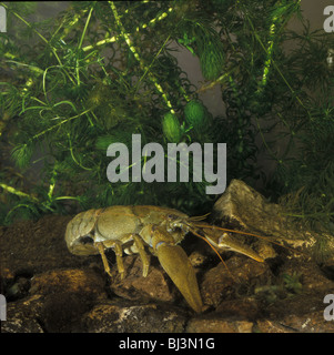 Flusso atlantico gamberi di fiume (Austropotamobius pallipes) Foto Stock