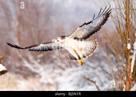 Luce comune poiana (Buteo buteo) battenti, inverno, Germania Foto Stock