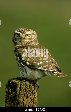 Civetta (Athene noctua) Hortobágy, Ungheria, Europa Foto Stock