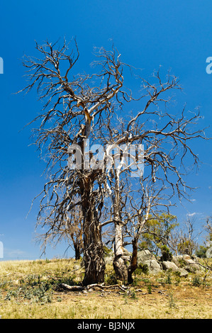 MONARO, Australia: L'ampio paesaggio rurale della regione di Monaro si sviluppa lungo la Monaro Highway. Ondulate colline ricoperte di erba dorata si estendono fino all'orizzonte, punteggiate da alberi di gomma sparsi, che esemplificano l'austera bellezza dell'alto paese del nuovo Galles del Sud. Foto Stock