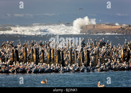 Brown pellicani (Pelecanus occidentalis). Foce del Fiume Coquille, Oregon Foto Stock