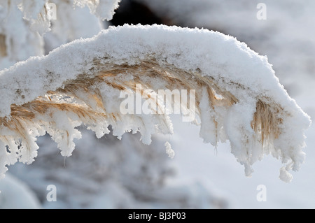 Cortaderia selloana seedheads neve ghiaccio decorano il coperchio ornamentale erba pampas impianto architettonico giardino inverno Foto Stock