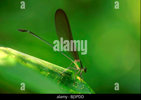 Insetti della giungla del Laos. Dragonfly Vestalis gracilis Foto Stock