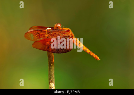 Libellula Foto Stock