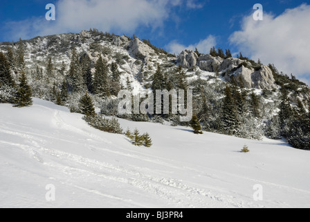 Norvegia abeti rossi (Picea abies) su un costone roccioso in un innevato paesaggio di montagna con piste da sci, Sudelfeld, prealpi bavaresi, Bava Foto Stock