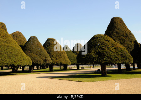 Yew alberi nel grande giardino fontana a Hampton Court, London, Regno Unito Foto Stock