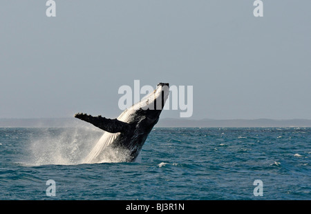 Specie-specifica violazione violando, saltando con una torsione, Humpback Whale (Megaptera novaeangliae), Hervey Bay, Isola di Fraser in Foto Stock