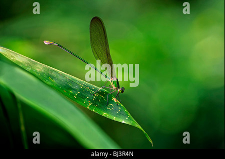 Insetti della giungla del Laos. Dragonfly Vestalis gracilis Foto Stock