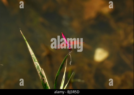 Libellula Foto Stock