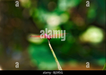 Libellula Foto Stock