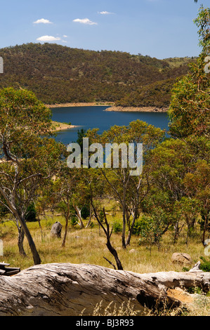 MONARO, Australia: L'ampio paesaggio rurale della regione di Monaro si sviluppa lungo la Monaro Highway. Ondulate colline ricoperte di erba dorata si estendono fino all'orizzonte, punteggiate da alberi di gomma sparsi, che esemplificano l'austera bellezza dell'alto paese del nuovo Galles del Sud. Foto Stock