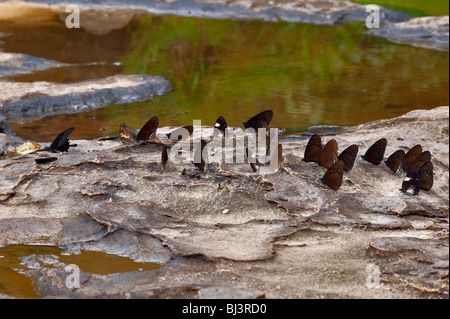 Farfalle giungle del Laos Foto Stock