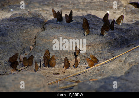 Farfalle giungle del Laos Foto Stock