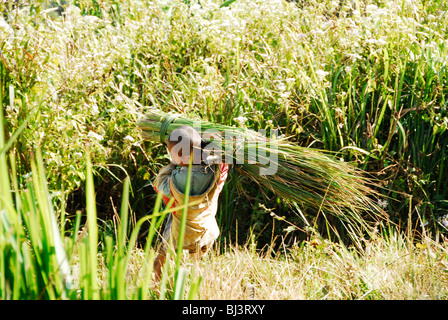 Karen ragazzo ance di raccolta per rendere al tetto di paglia , Umpium Refugee Camp Thai confine birmano, Tak, Thailandia del Nord Foto Stock