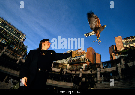 Pigeon pest controller, Luisa Rossi Van Vynck rilascia Harriet un Harris Hawk (Parabuteo unicinctus) spaventare distanza locale popolazione di piccione Foto Stock
