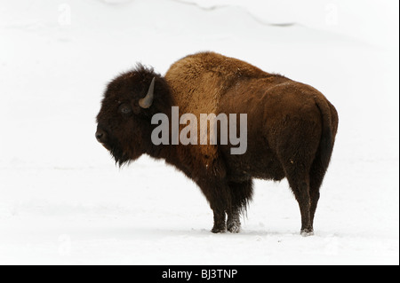 I bisonti americani (Bison bison) in inverno Foto Stock