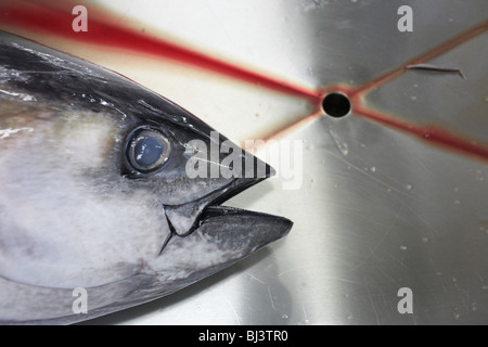 La testa di un appena pescate pinna gialla tonno giace inerte in una tabella di filettatura in corrispondenza di una elaborazione refrigerato fabbrica. Foto Stock