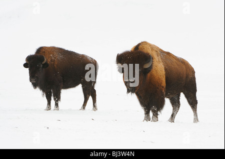 Bisonti americani (Bison bison) in inverno Foto Stock