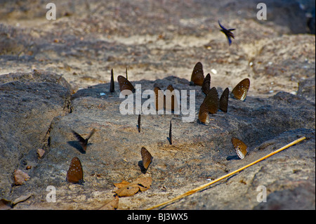 Farfalle giungle del Laos Foto Stock