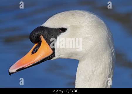 Testa di cigno reale Foto Stock
