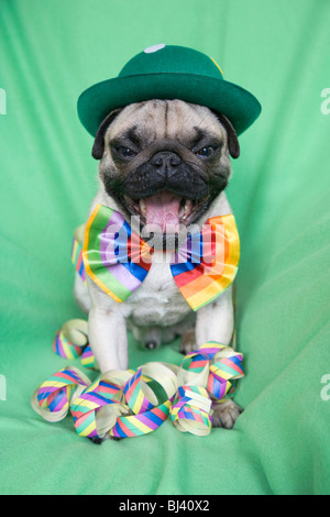 Giovani pug con un cappello verde, un colorato il filtro bow tie e streamers sbadigli di cuore Foto Stock