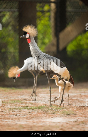 East African coronata gru raccogliere cibo con i loro piccoli. Foto Stock