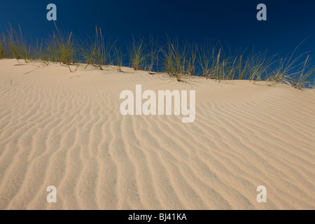 Vacanze a Fantini crinale del parco statale in Nag testa sul Outer Banks del North Carolina. Foto Stock