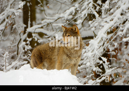 Canadian Lupo (Canis lupus occidentalis) Foto Stock