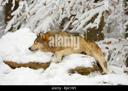 Canadian Lupo (Canis lupus occidentalis), dormendo Foto Stock