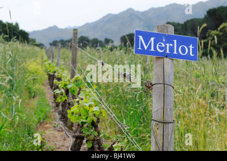 Merlot vitigni, Ponte traballanti, Franschhoek, Provincia del Capo Occidentale, Sud Africa e Africa Foto Stock