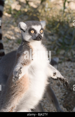 Anello-tailed Lemur (Lemur catta). Esposizione di fronte al sole. Bagni di sole. Foto Stock