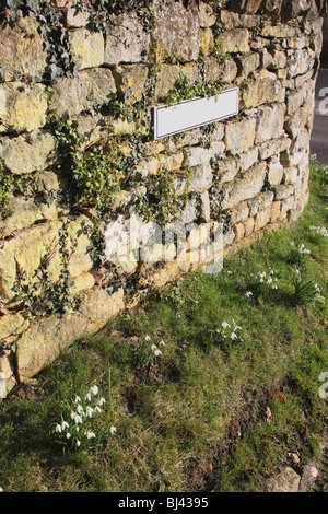 Un gruppo di snowdrops accanto a un secco muro di pietra con un fustellato cartello stradale Foto Stock