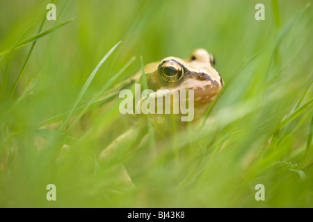 Rana comune (Rana temporaria). Vivere in un non troppo strettamente falciati, wildlife friendly, giardino prato. Foto Stock