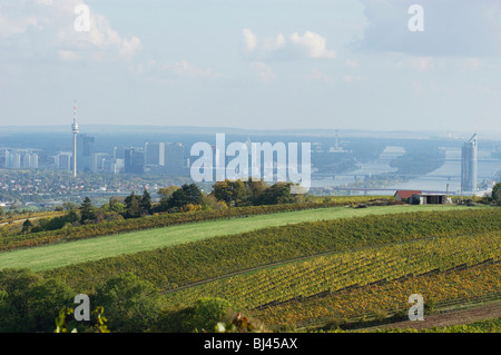 Vigneti intorno a Vienna Foto Stock