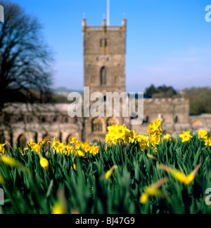 Daffodils in fiore in primavera a Pasqua nel giardino nella soleggiata giornata cielo blu fuori alla Cattedrale di St Davids a Pembrokeshire Galles occidentale UK KATHY DEWITT Foto Stock