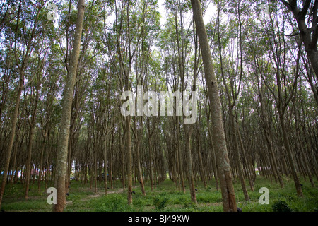 Pará Gomma di piantagione di alberi in Phuket Thailandia Foto Stock
